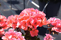 Tango Salmon Geranium (Pelargonium 'Tango Salmon') at Lakeshore Garden Centres