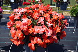 Spectra Orange Impatiens (Impatiens 'Spectra Orange') at Lakeshore Garden Centres