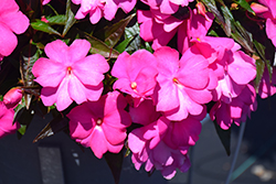 Spectra Pink Impatiens (Impatiens 'Spectra Pink') at Lakeshore Garden Centres