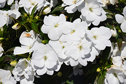 Spectra White Impatiens (Impatiens 'Spectra White') at Lakeshore Garden Centres