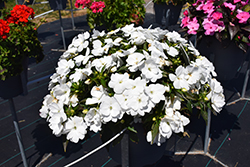 Spectra White Impatiens (Impatiens 'Spectra White') at Lakeshore Garden Centres