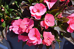 Sonic Pink New Guinea Impatiens (Impatiens 'Sonic Pink') at Stonegate Gardens