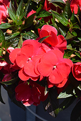 Sonic Red New Guinea Impatiens (Impatiens 'Sonic Red') at Stonegate Gardens