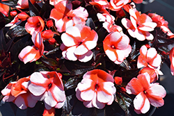 Sonic Sweet Orange New Guinea Impatiens (Impatiens 'Sonic Sweet Orange') at Lakeshore Garden Centres