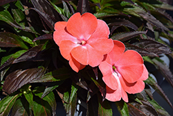 Spectra Rose Impatiens (Impatiens 'Spectra Rose') at Lakeshore Garden Centres