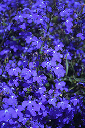 Techno Dark Blue Lobelia (Lobelia erinus 'Techno Dark Blue') at Stonegate Gardens
