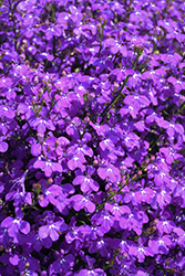 Techno Large Blue Violet Lobelia (Lobelia erinus 'Techno Large Blue Violet') at Lakeshore Garden Centres