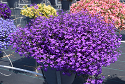 Techno Large Blue Violet Lobelia (Lobelia erinus 'Techno Large Blue Violet') at Lakeshore Garden Centres