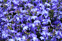 Techno Light Blue Lobelia (Lobelia erinus 'Techno Light Blue') at Stonegate Gardens
