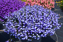 Techno Light Blue Lobelia (Lobelia erinus 'Techno Light Blue') at A Very Successful Garden Center