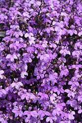 Techno Lilac Lobelia (Lobelia erinus 'Techno Lilac') at Lakeshore Garden Centres