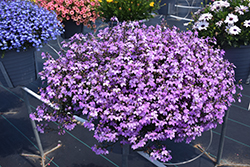 Techno Lilac Lobelia (Lobelia erinus 'Techno Lilac') at Lakeshore Garden Centres