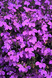 Techno Upright Purple Lobelia (Lobelia erinus 'Techno Upright Purple') at Stonegate Gardens