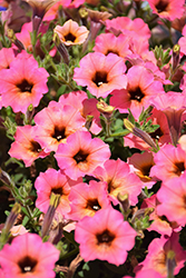 Dekko Sorbet Petunia (Petunia 'Dekko Sorbet') at Lakeshore Garden Centres