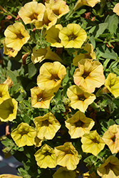 Dekko Banana Petunia (Petunia 'Dekko Banana') at Lakeshore Garden Centres