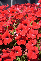 Dekko Red Petunia (Petunia 'Dekko Red') at Stonegate Gardens