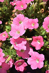 Dekko Salmon Petunia (Petunia 'Dekko Salmon') at Lakeshore Garden Centres