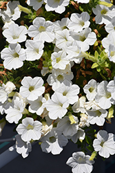 Dekko White Petunia (Petunia 'Dekko White') at Stonegate Gardens