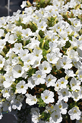 Itsy White Petunia (Petunia 'Itsy White') at Stonegate Gardens