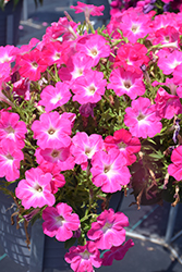 Sanguna Patio Pink Morn Petunia (Petunia 'Sanguna Patio Pink Morn') at Stonegate Gardens