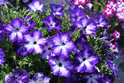 Sanguna Patio Radiant Dark Blue Petunia (Petunia 'Sanguna Patio Radiant Dark Blue') at Stonegate Gardens