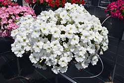Sanguna White Petunia (Petunia 'Sanguna White') at Stonegate Gardens