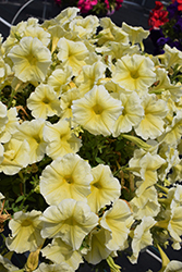 Sanguna Yellow Petunia (Petunia 'Sanguna Yellow') at Stonegate Gardens