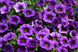 Calipetite Blue Calibrachoa (Calibrachoa 'Calipetite Blue') at Wallitsch Nursery And Garden Center