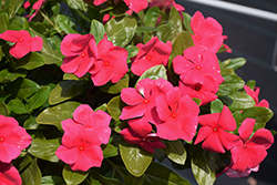 Cora Cascade Punch (Catharanthus roseus 'Cora Cascade Punch') at Lakeshore Garden Centres