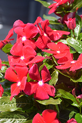 Cora Classic Red Vinca (Catharanthus roseus 'Cora Classic Red') at Lakeshore Garden Centres