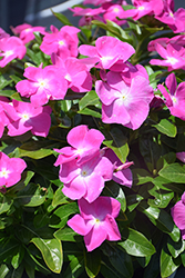 Cora XDR Orchid (Catharanthus roseus 'Cora XDR Orchid') at Stonegate Gardens