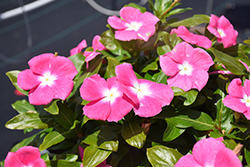 Cora XDR Pink Halo (Catharanthus roseus 'Cora XDR Pink Halo') at Lakeshore Garden Centres