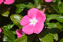 Cora XDR Pink Halo (Catharanthus roseus 'Cora XDR Pink Halo') at Lakeshore Garden Centres