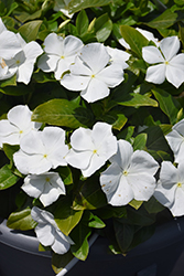 Cora XDR White (Catharanthus roseus 'Cora XDR White') at Stonegate Gardens