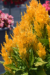 Bright Sparks Yellow Celosia (Celosia plumosa 'Bright Sparks Yellow') at Lakeshore Garden Centres
