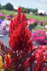 Bright Sparks Burgundy Celosia (Celosia plumosa 'Bright Sparks Burgundy') at Lakeshore Garden Centres