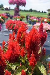 Bright Sparks Scarlet Celosia (Celosia plumosa 'Bright Sparks Scarlet') at Lakeshore Garden Centres