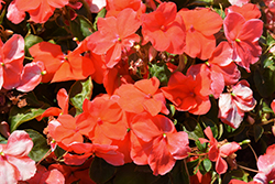 Xtreme Salmon Impatiens (Impatiens 'Xtreme Salmon') at Lakeshore Garden Centres