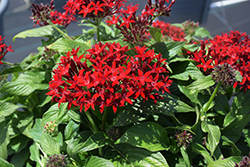 BeeBright Red Star Flower (Pentas lanceolata 'BeeBright Red') at Stonegate Gardens