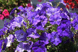 FlashForward Blue Petunia (Petunia 'FlashForward Blue') at Stonegate Gardens