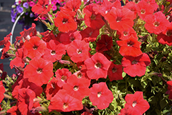 FlashForward Red Petunia (Petunia 'FlashForward Red') at Stonegate Gardens