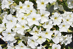 FlashForward White Petunia (Petunia 'FlashForward White') at Stonegate Gardens