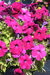 Damask Purple Petunia (Petunia 'Damask Purple') at Stonegate Gardens