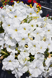 Damask White Petunia (Petunia 'Damask White') at Stonegate Gardens