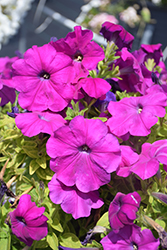 Damask Violet Petunia (Petunia 'Damask Violet') at Stonegate Gardens