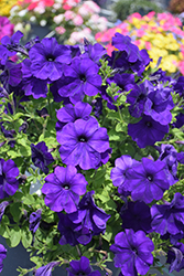 FotoFinish Blue Petunia (Petunia 'FotoFinish Blue') at Stonegate Gardens