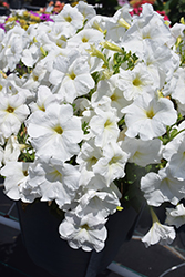 FotoFinish White Petunia (Petunia 'FotoFinish White') at Stonegate Gardens