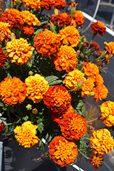 Happy Harmony Marigold (Tagetes patula 'Happy Harmony') at Lakeshore Garden Centres