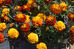 Happy Spry Marigold (Tagetes patula 'Happy Spry') at Lakeshore Garden Centres