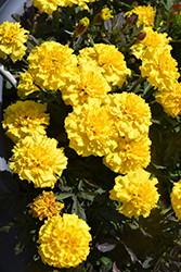 Happy Yellow Marigold (Tagetes patula 'Happy Yellow') at Stonegate Gardens